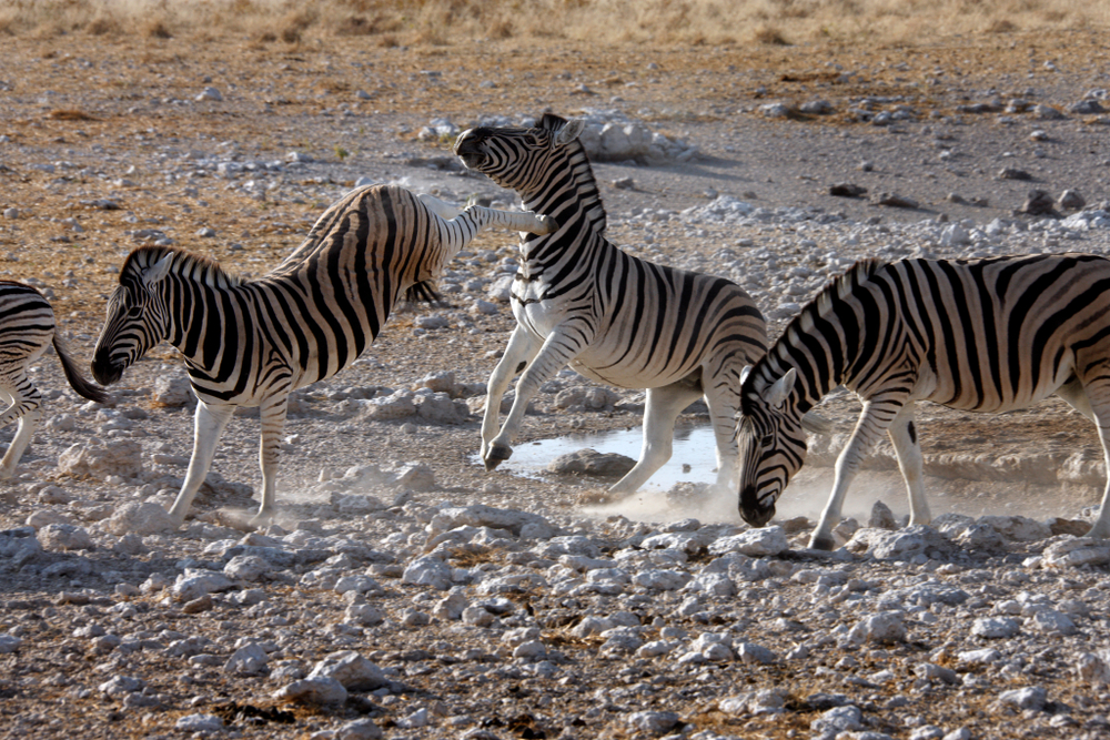 Chutando a zebra (Equus quagga) perto de um poço de água no Parque Nacional Etosha, na Namíbia - Imagem (Steve Allen) s