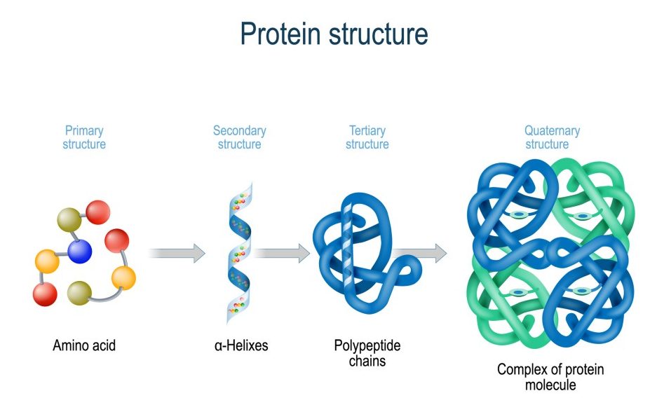 Levels of protein structure from amino acids to Complex of protein molecule(Designua)s