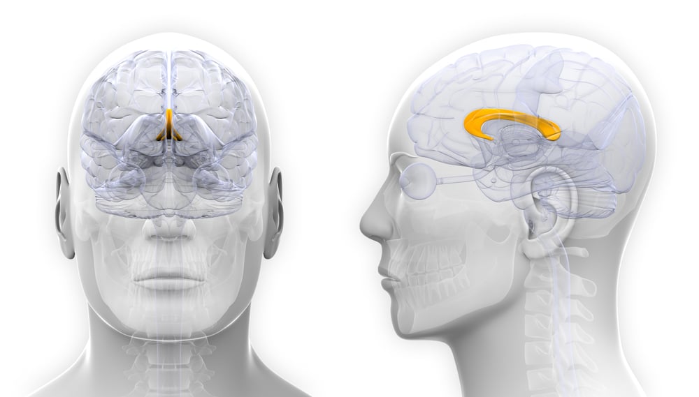 Male Corpus Callosum Brain Anatomy - isolated on white - Illustration( decade3d - anatomy online)s