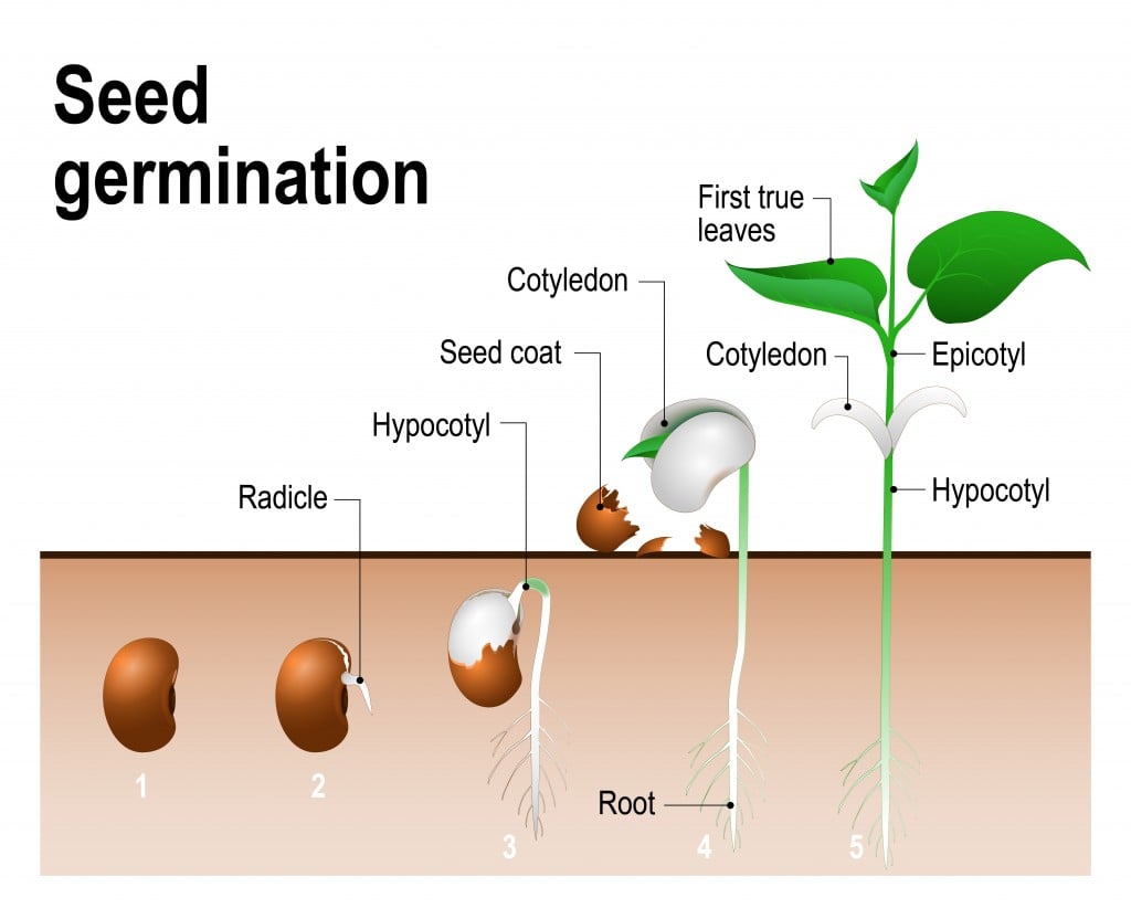 essay on germination of seeds