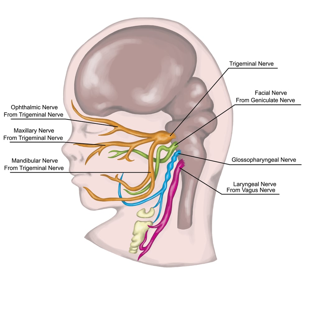 The system of pharyngeal or branchial arches afte Sadler and Drews(stihii)s