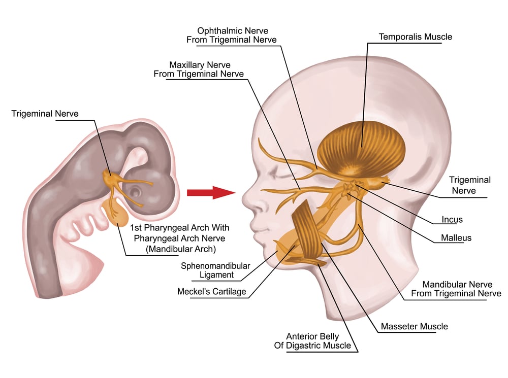 The system of pharyngeal or branchial arches after Sadler and Drews,structureof first pharyngeal arche(stihii)s