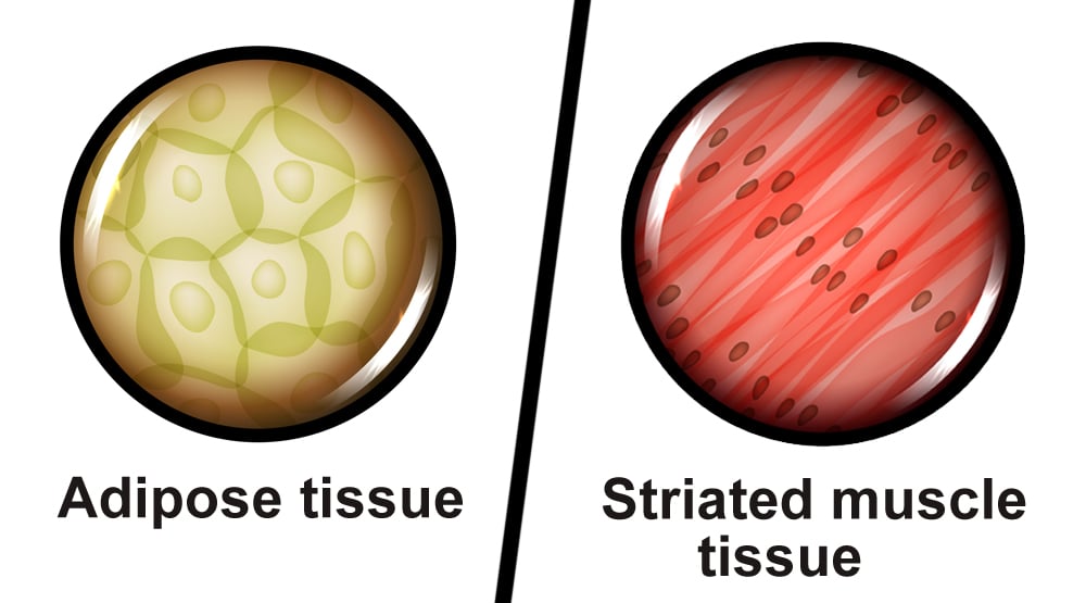 adipose tissue and striated muscle