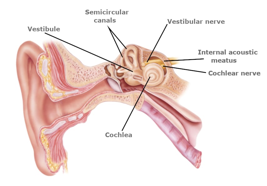 anatomy of ear