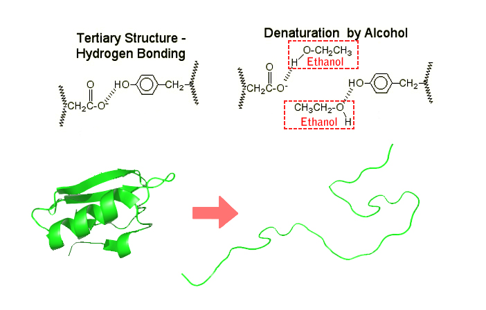 Ethanol breaks down hydrogen bonds between the side chains of the tertiary structure and thus, unfolds the protein molecule.