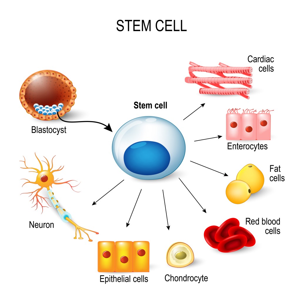 células-tronco.  Estes massa celular interna de um blastocisto.  Essas células-tronco podem se transformar em qualquer tecido do corpo (Designua) S