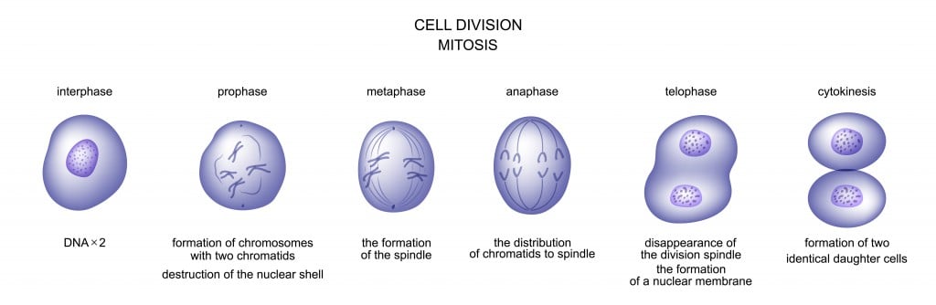 ilustração em vetor de divisão celular.  mitose.  biologia - vetor (Artemida-psy) s