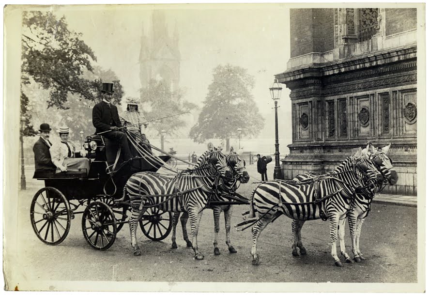 transporte de zebra