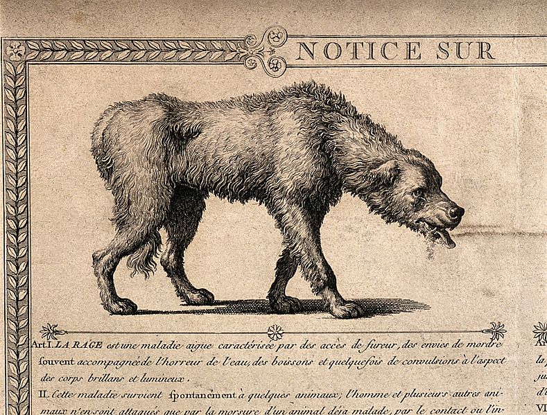 Um cão com raiva e um detalhe de seu crânio