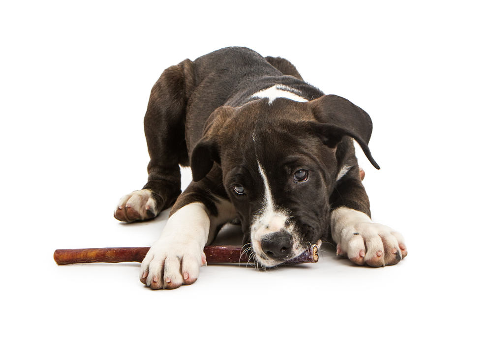 Adorable little mixed large breed dog laying( Susan Schmitz)s