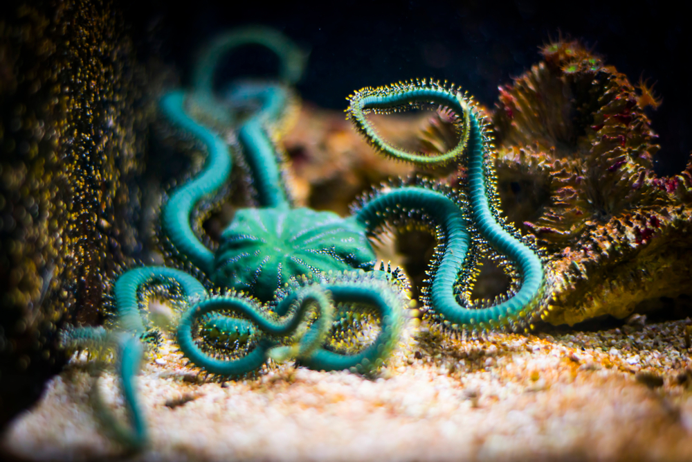 Estrela quebradiça no aquário (Ophiuroidea) (ewaplesna) s