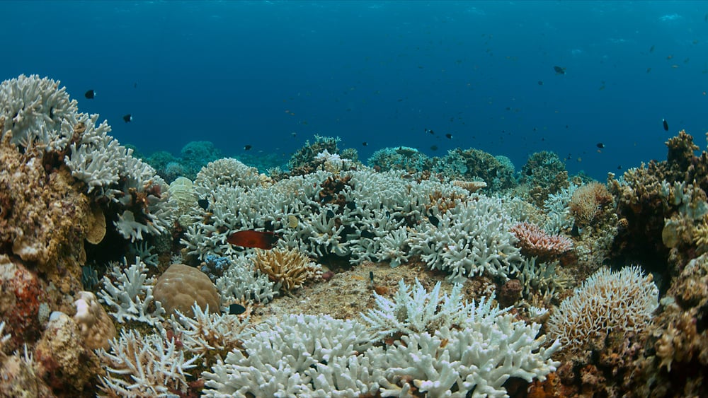 Coral bleaching occurs when sea surface temperatures rise (Sabangvideo)s