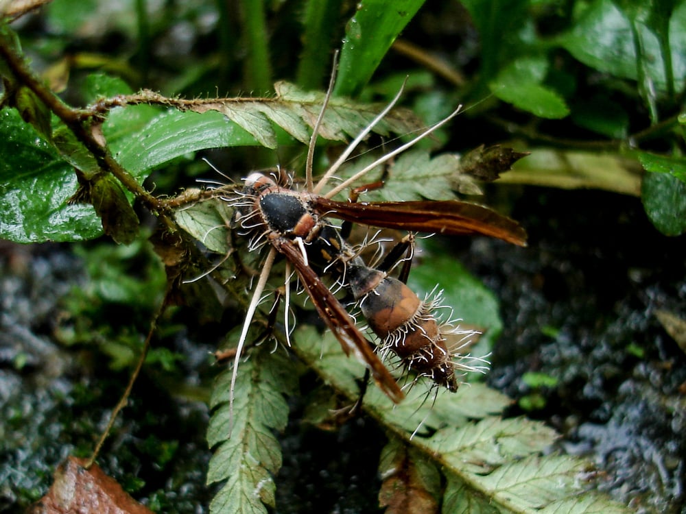 Cordyceps é um gênero de fungo ascomiceto que inclui cerca de 400 espécies (IPBio)