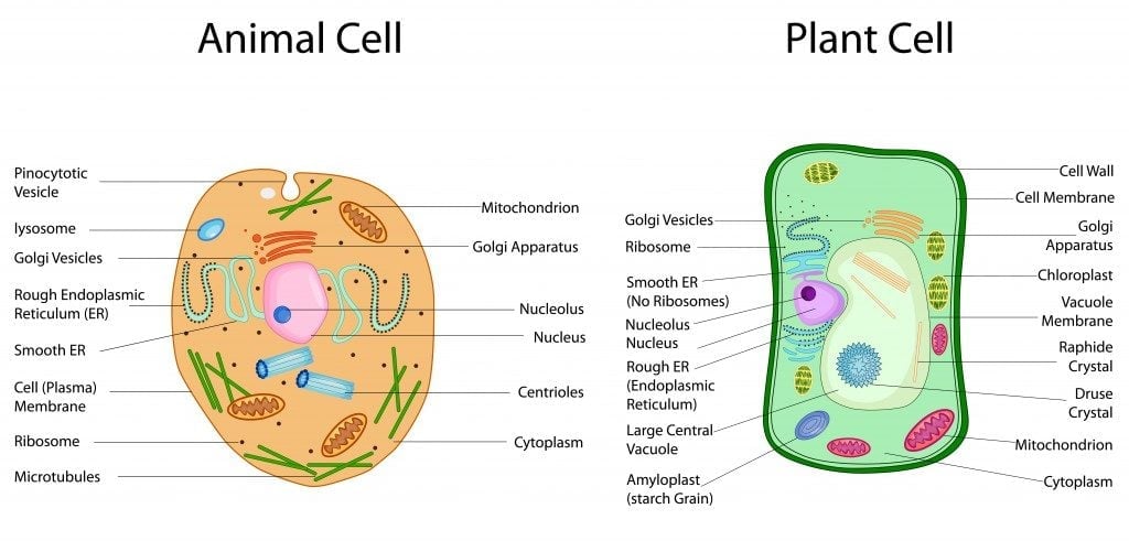 28 Animal Cell And Plant Cell Labeled Colorist