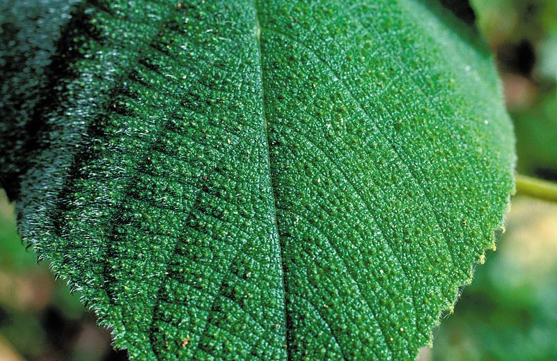 Gympie Gympie Tree: Can A Plant Provoke To Commit Suicide?