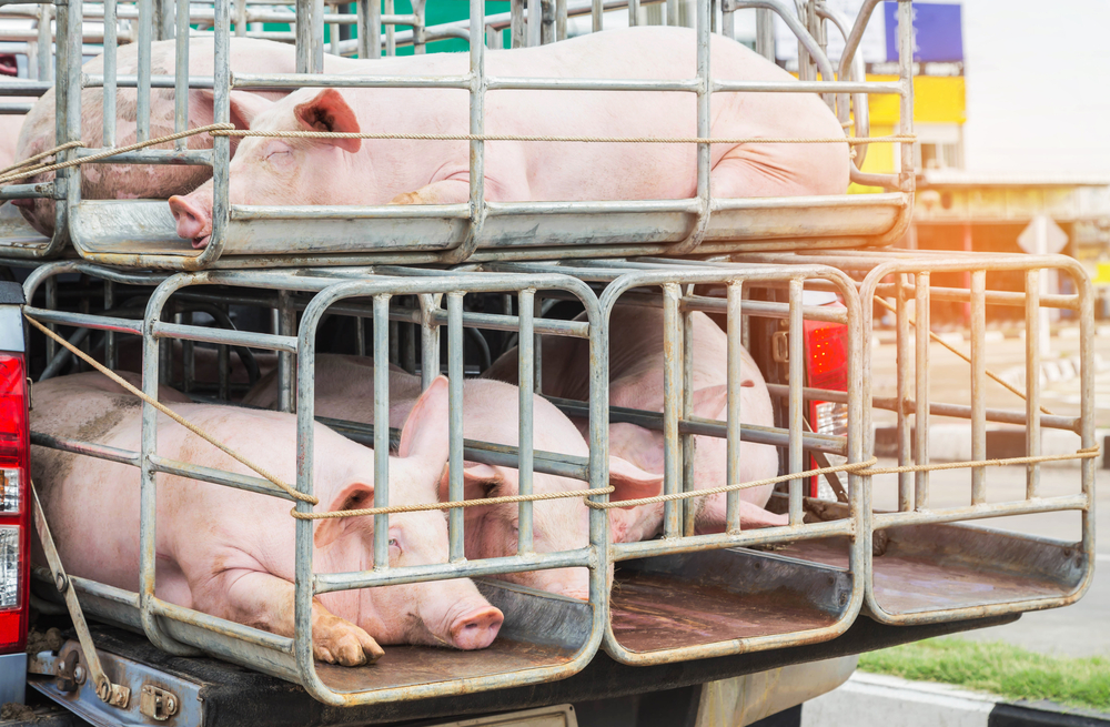 Pigs in cages on truck transport go to the slaughterhouse( Soonthorn Wongsaita)s