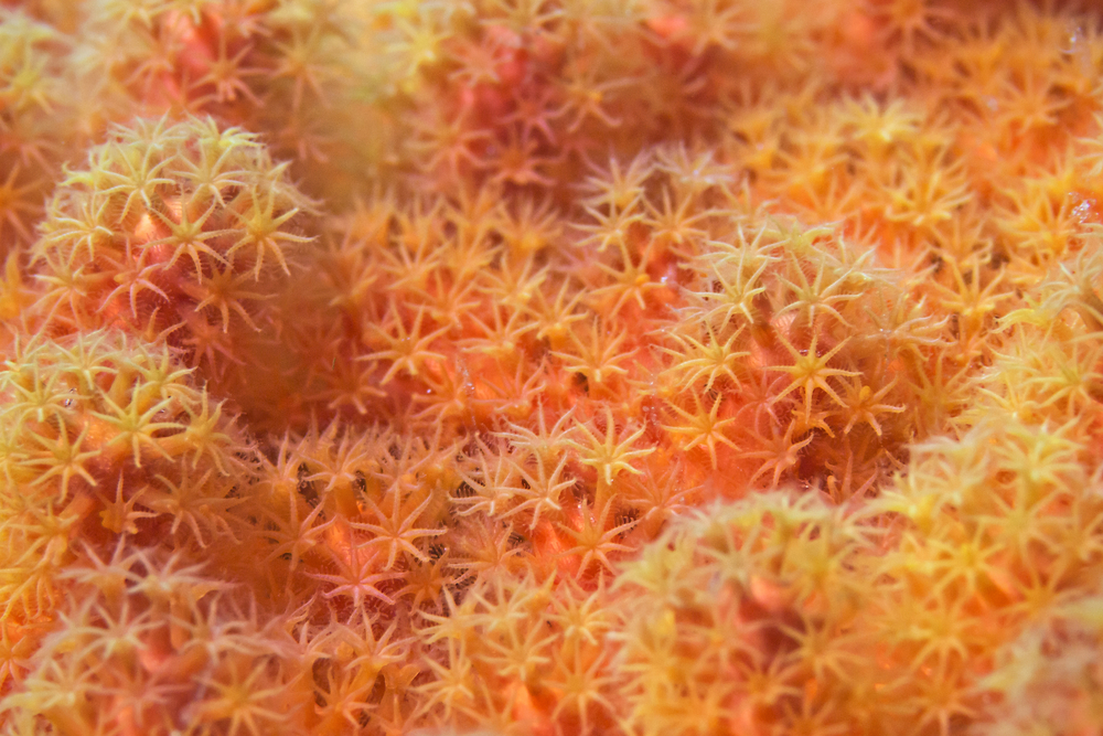 Polyps of the coral(scubaluna)s