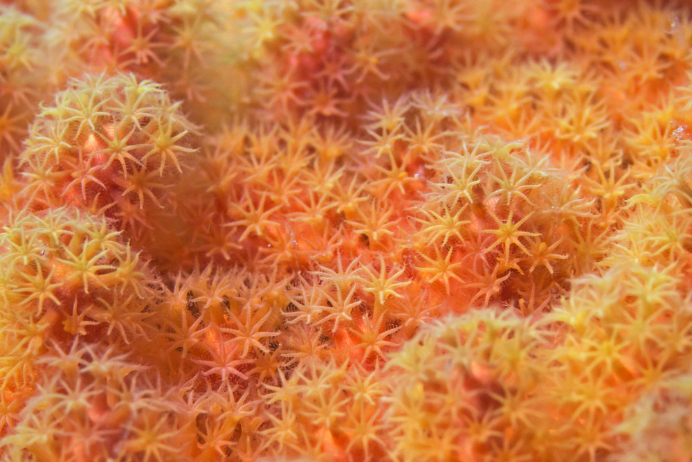 Pólipos do coral (scubaluna) s