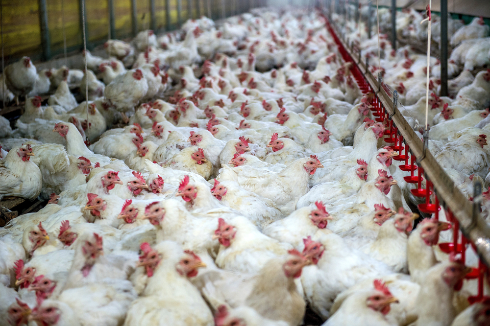 Sick chicken or Sad chicken in farm,Epidemic, bird flu, health problems( Guitar photographer)s