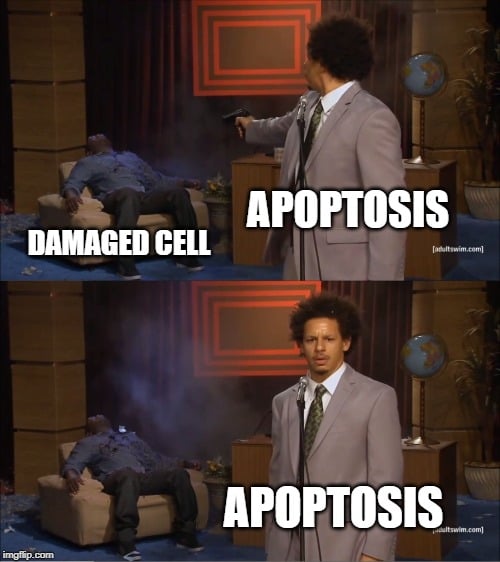 apoptosis meme