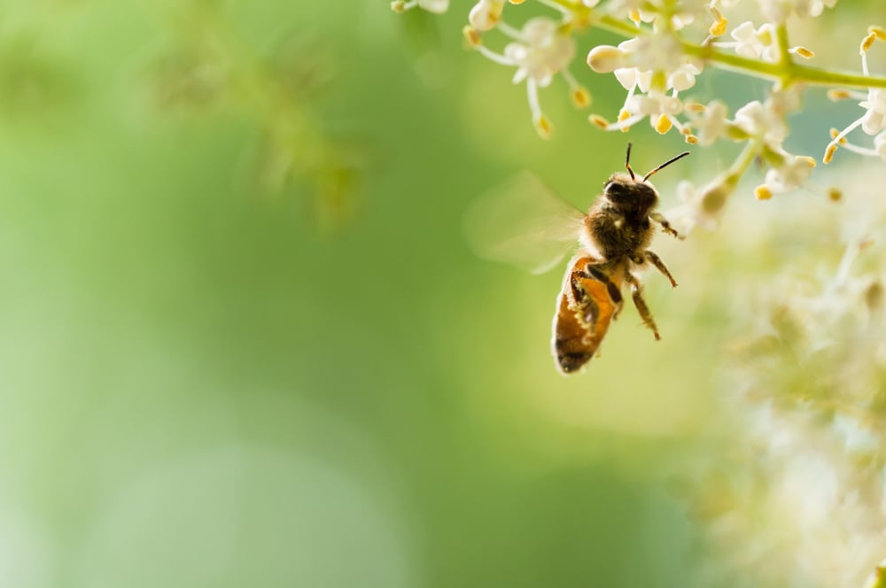 flying honey bee( Feng Lu)s