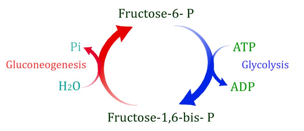 gluconeogenesis and glycolysis copy