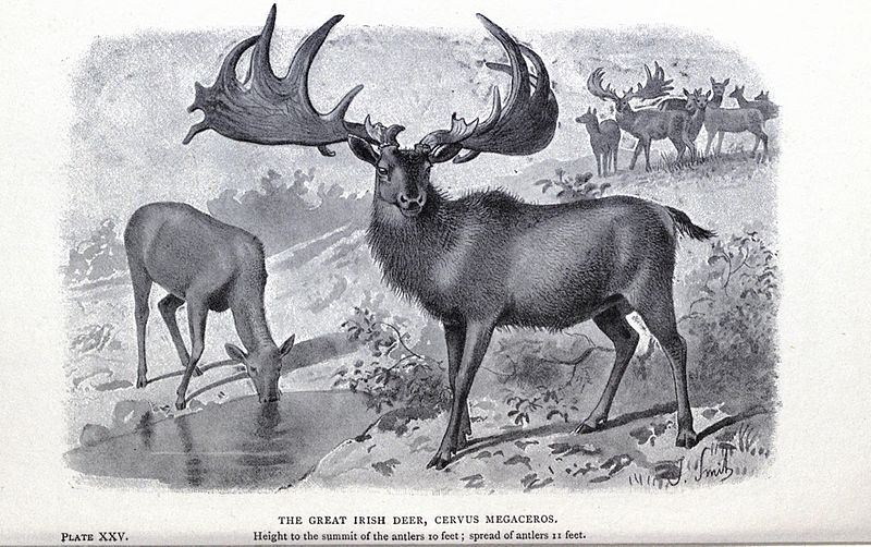 great Irish deer