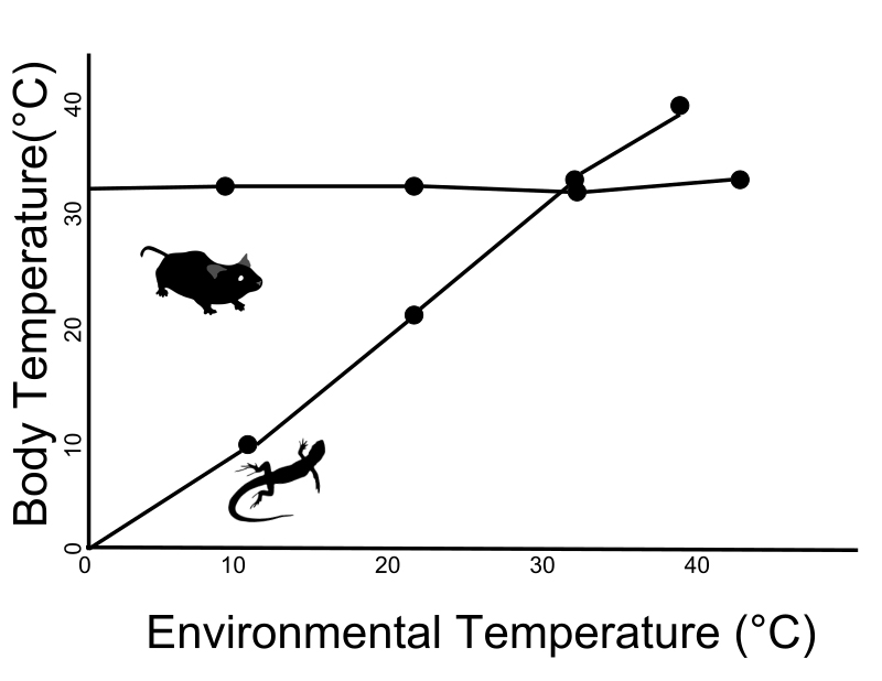 thermal regulation graph