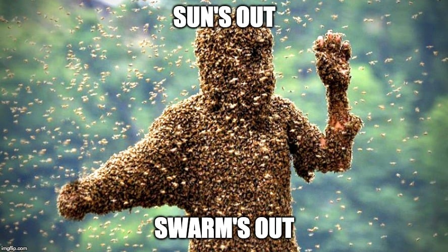sun's out swarm's out meme