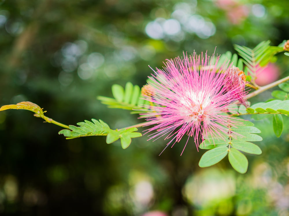 Albizia saman flower(paikong)S