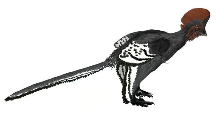 Anchiornis martyniuk