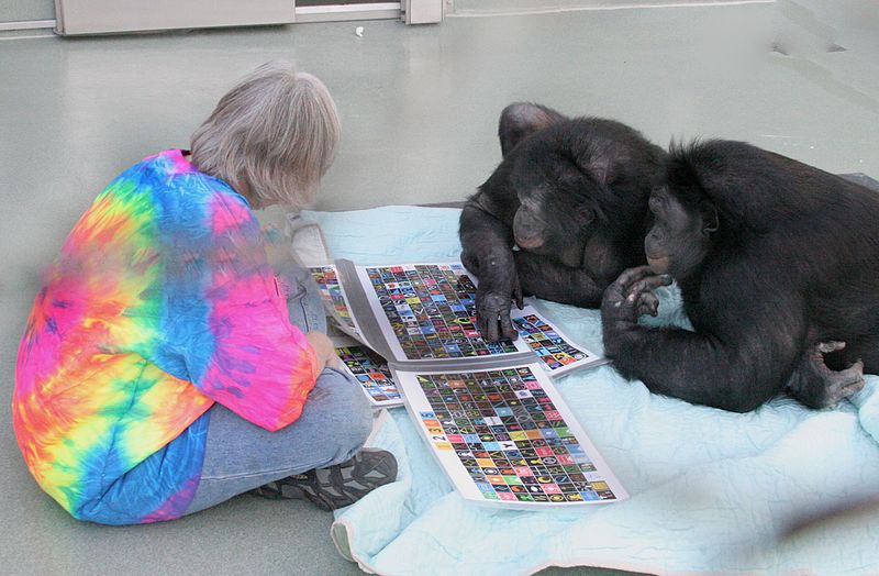 Bonobos Panbanisha & Kanzi with Sue Savage-Rumbaugh