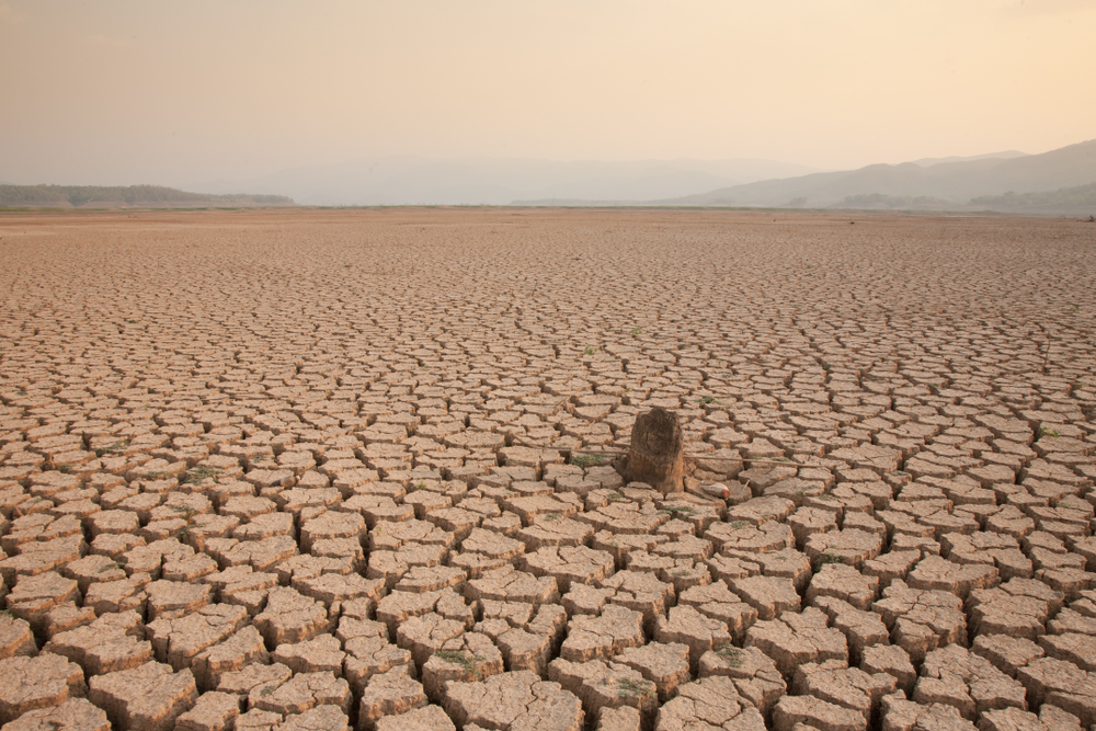 Dead tree in the middle of dry land metaphor Climate change(Piyaset)s