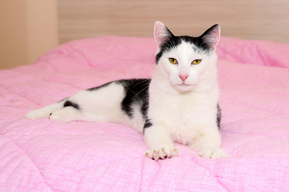 Domestic black and white cat with beautiful yellow eyes and pink nose kneading(Mahlebashieva)S