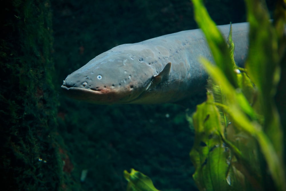 Electric eel (Electrophorus electricus)( R. Maximiliane)S