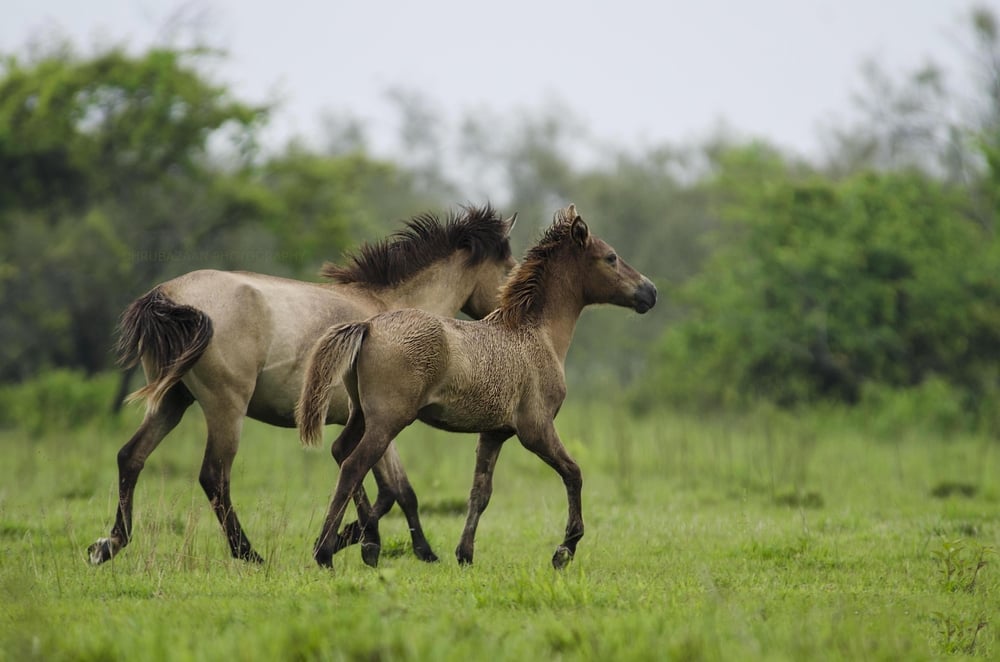 Feral Horse of Dibrusaikhuwa National Park( Dhruba Jyoti Baruah)s