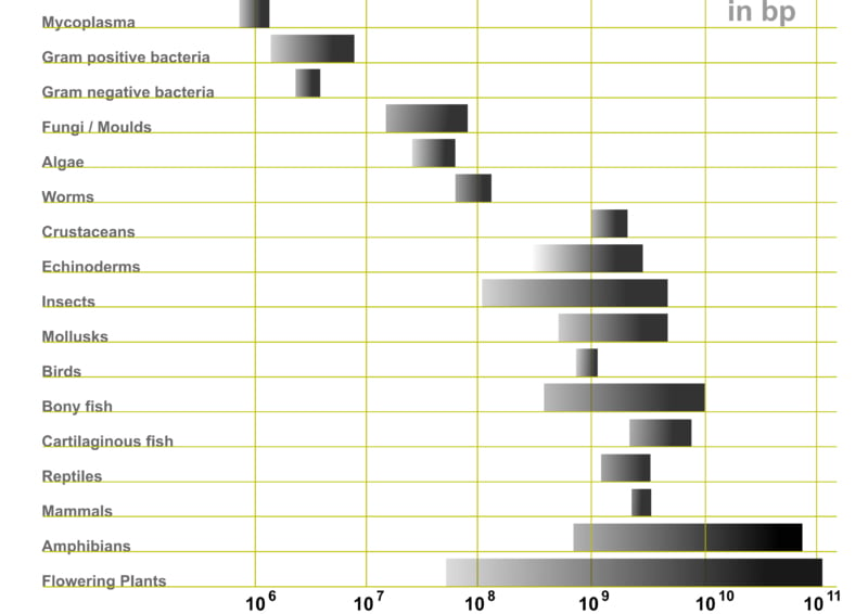 Genome Size