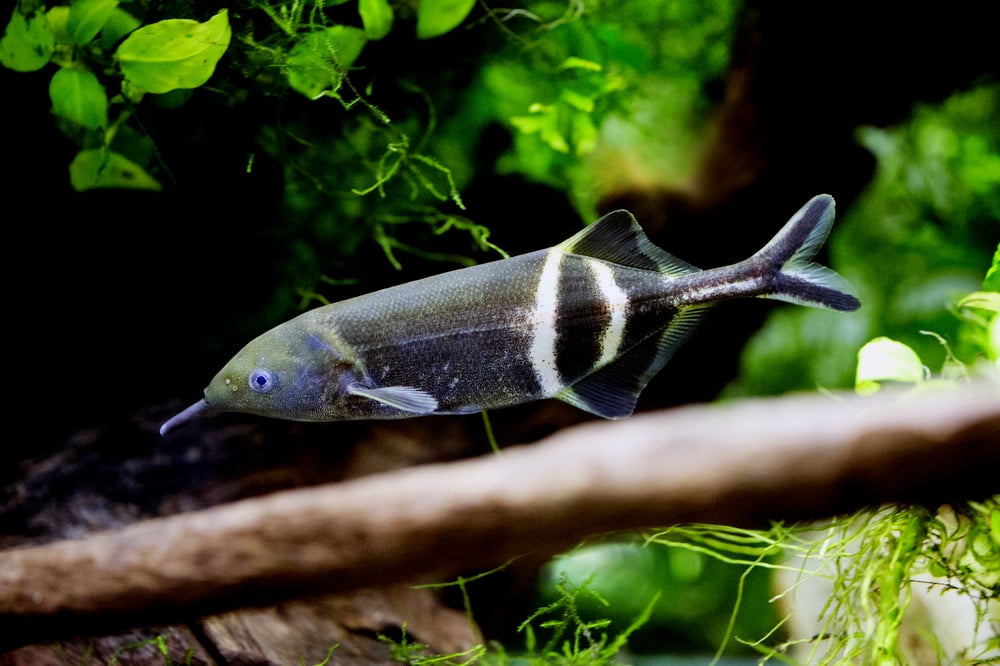 Gnathonemus petersii - peixe com nariz de elefante (boban_nz) s