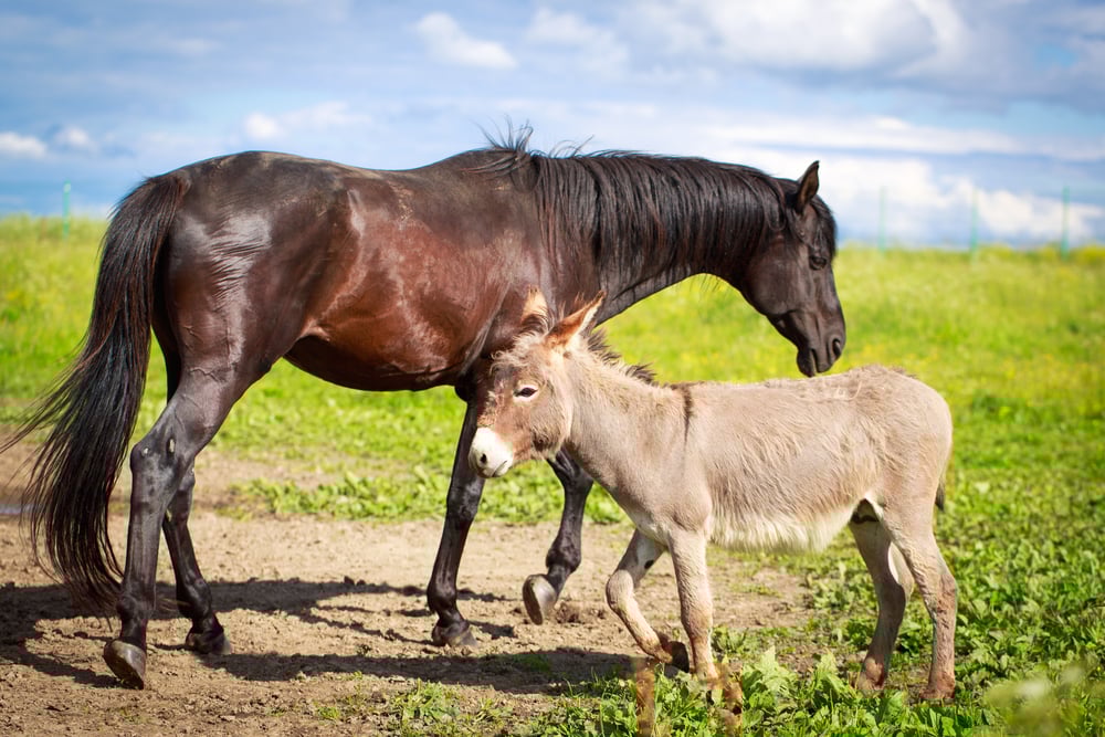 Burro cinzento e cavalo preto (DragoNika) S