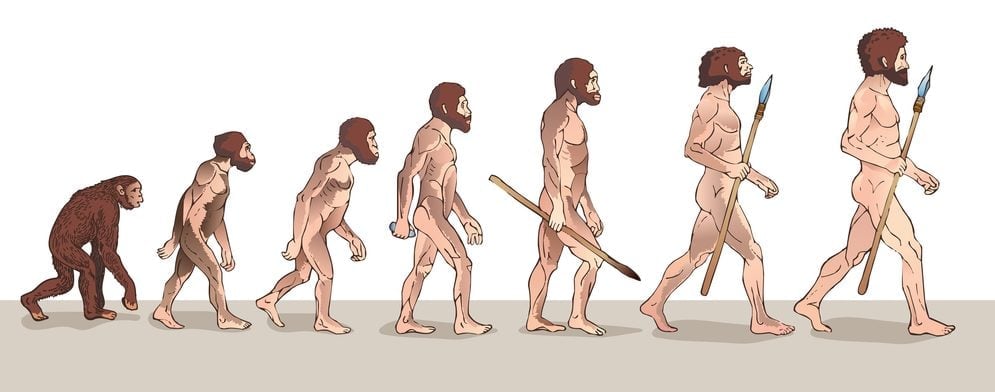 Human Evolution Illustration( Usagi-P)s