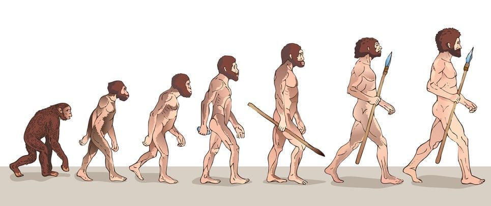 Human Evolution Illustration( Usagi-P)s