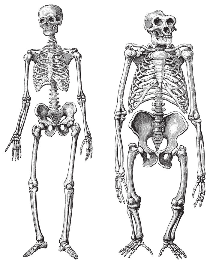 Esqueleto humano (esquerdo) e gorila (direito) (Hein Nouwens) S
