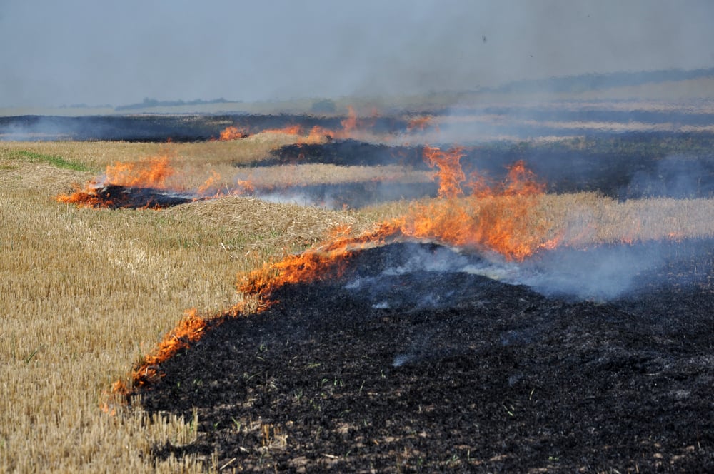 No campo, após a colheita de grãos queimando restolho e palha (Orest lyzhechka) s