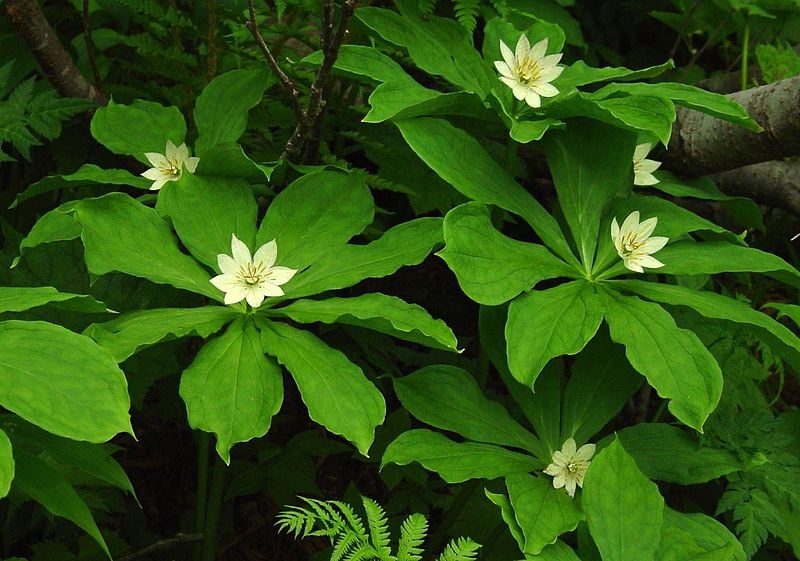 Paris japonica Kinugasasou in Hakusan