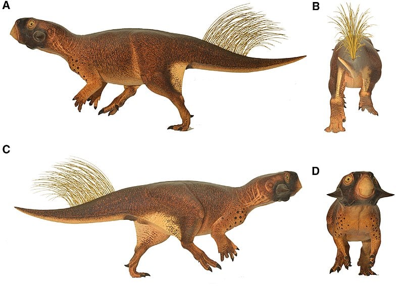 Psittacosaurus model