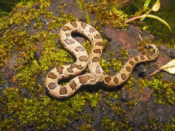 Russell's Kukri Snake or Oligodon taeniolatus from Bhuleshwar(RealityImages)s