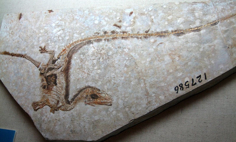 Sinosauropteryx fossil