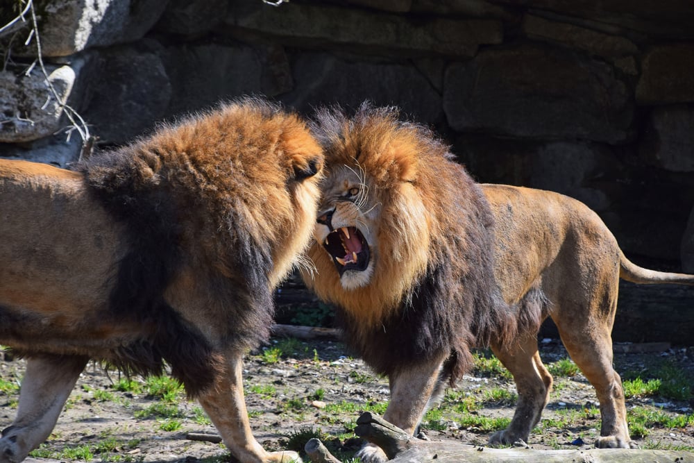 The significant of Lion's roar and why it is similar to human