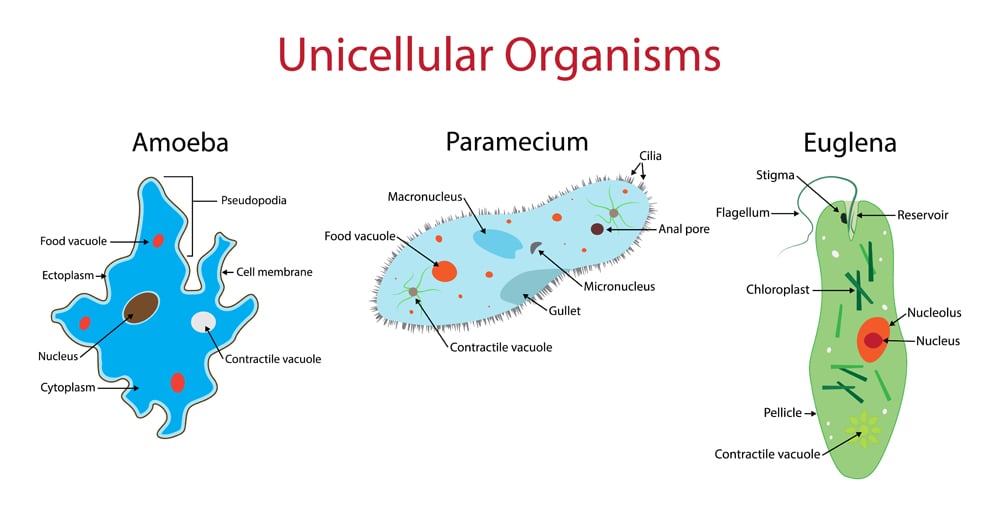Unicellular Organisms, Amoeba, Paramecium, Euglena are single-celled organisms(Nasky)s