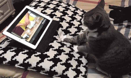 Why Do Cats Knead I.e. Lift The Paws Up And Down